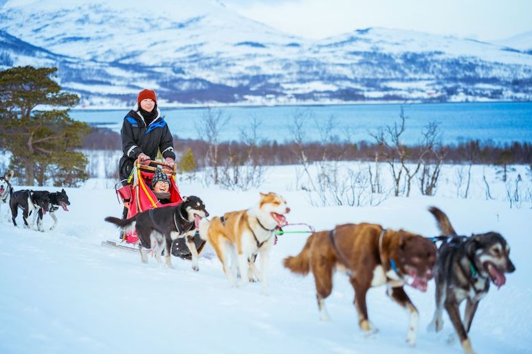Learn how to drive a dog sled near Tromsø, Norway