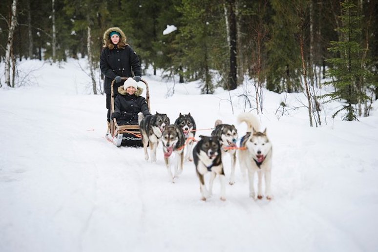 Take a husky tour when visiting the Icehotel in Sweden on a budget