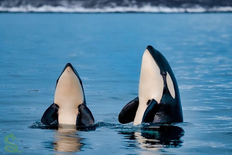 A whale watching trip is a highlight of any visit to Tromsø in Norway