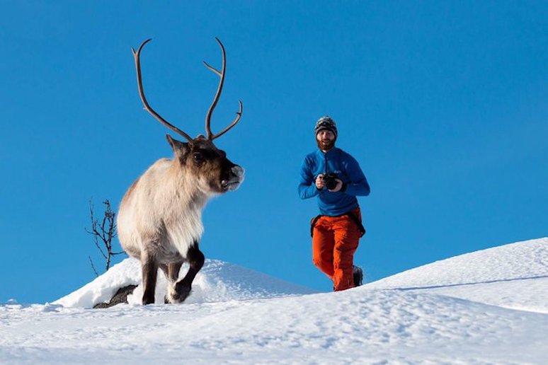 Go on a wildlife safari from Tromsø in Norway to look out for whales and reindeer.