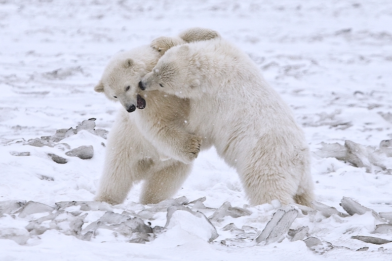 Polar bears live in the Arctic Circle
