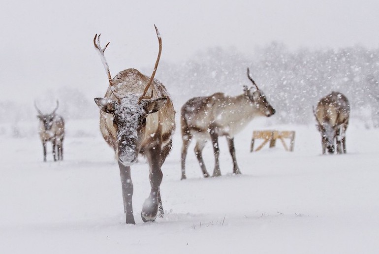 Combine a snowmobile tour with a visit to a reindeer camp.