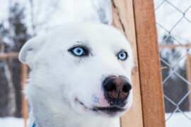 Dog sledding in Kiruna