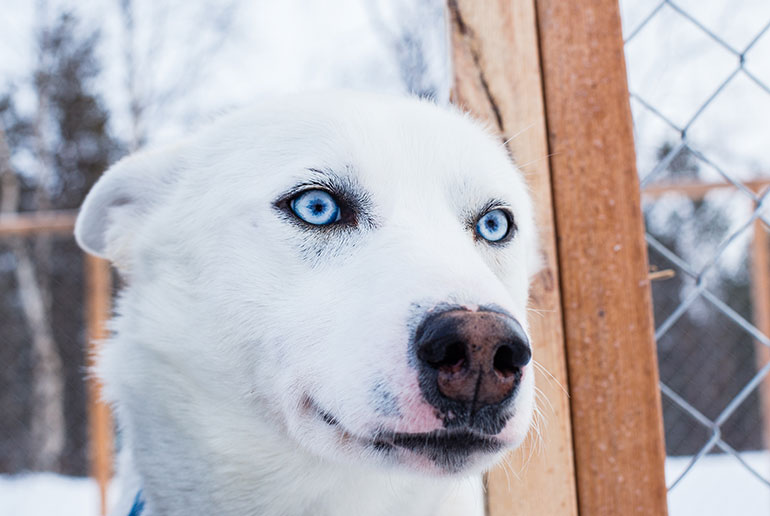 Kiruna is one of the best places in Sweden for dog sledding