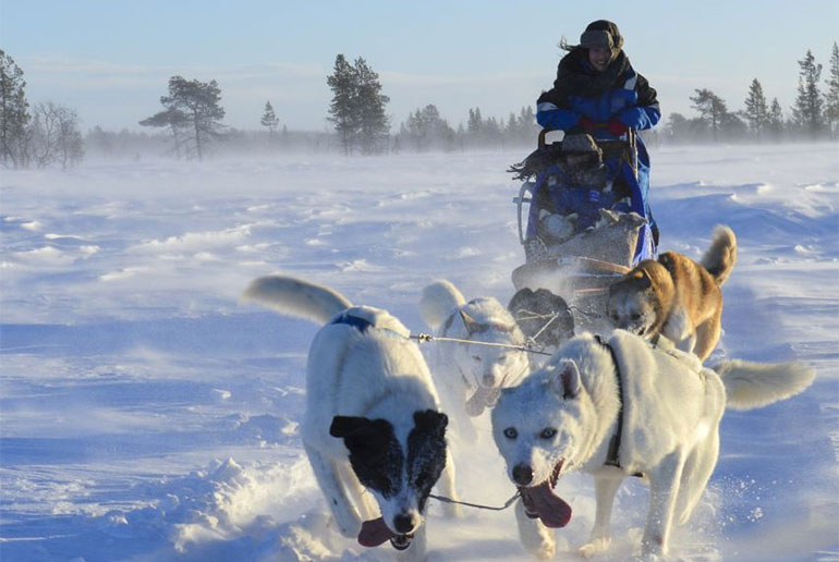 You can head out early on this Kiruna dog sled tour