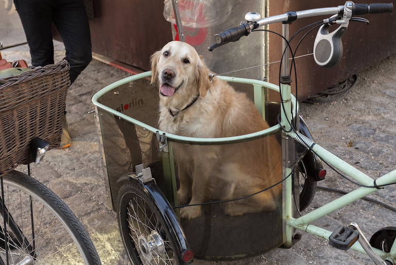 Many traditional names from Scandinavia are well suited to dogs.