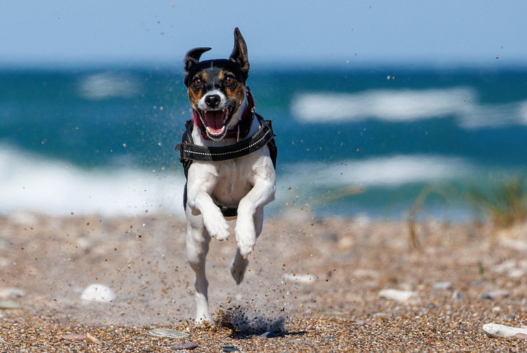 Choosing a Scandinavian name for your dog is cool