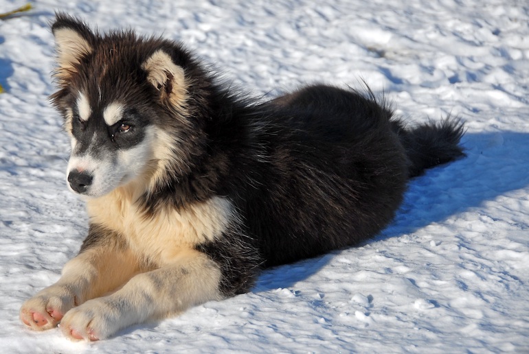 Why not choose a Scandinavian name for your dog?