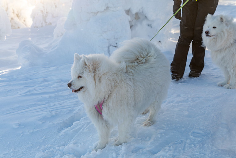 Loki is a fun Scandinavian name for a dog – he was the god of mischief!