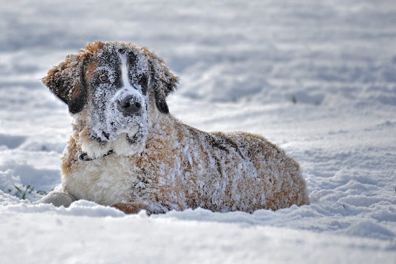 Bjorn means 'bear' in Sweden and could be a great name for a fluffy St Bernard dog