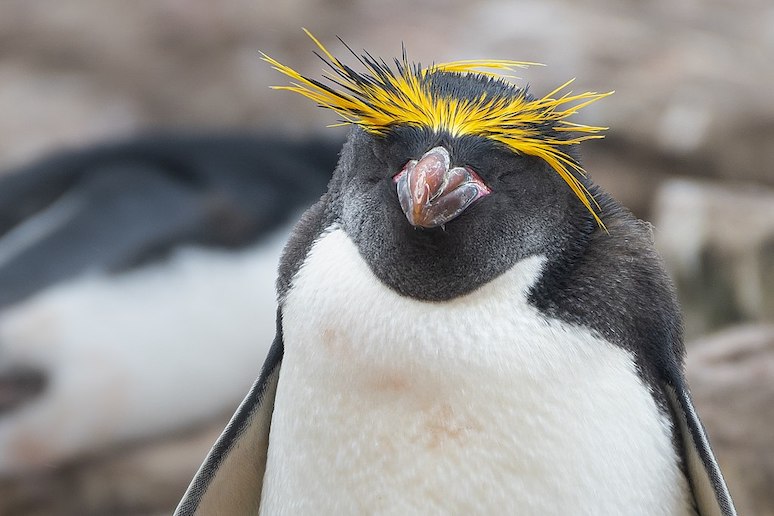 Macaroni penguins live on Bouvet Island
