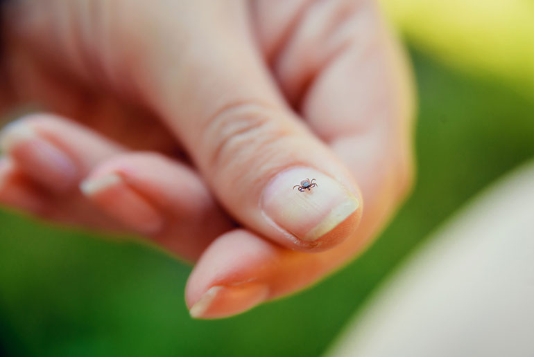 Ticks are found all over central and southern Sweden