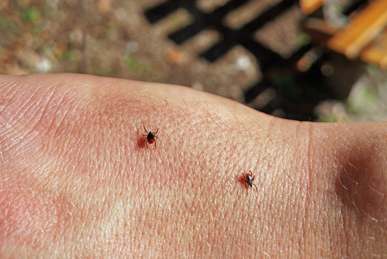 Smaller than you think: troublesome ticks in Sweden