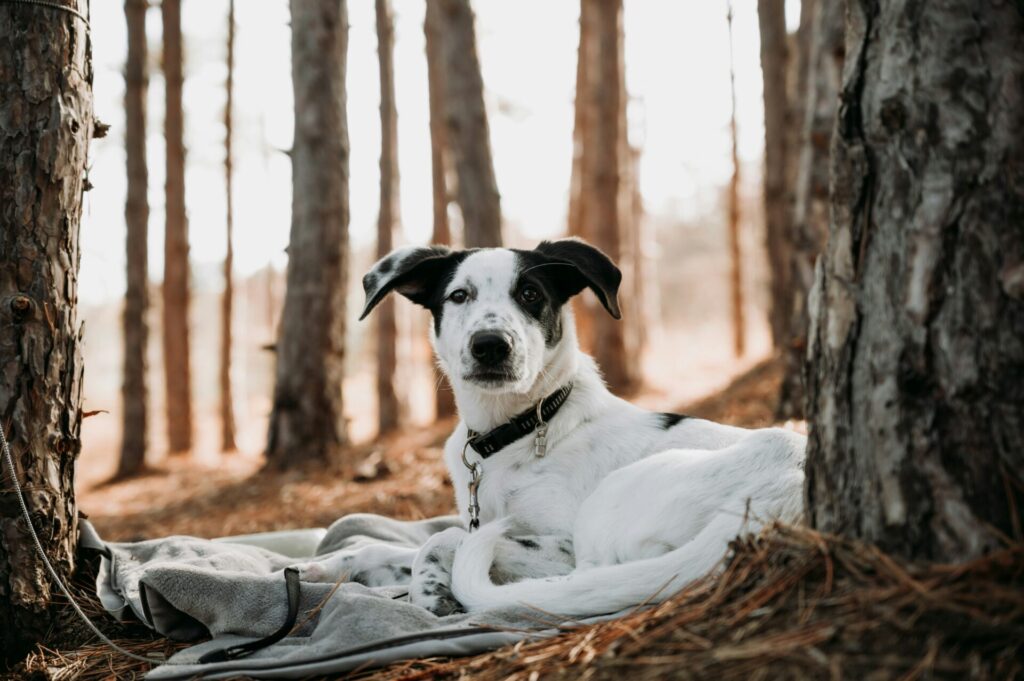 dog in forest on blanket