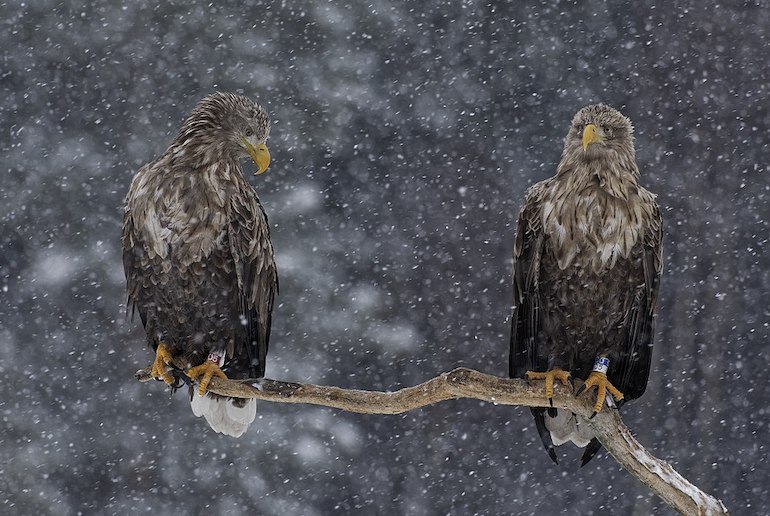 The Färnebofjärden National Park is home to many bird species including white-tailed eagles.