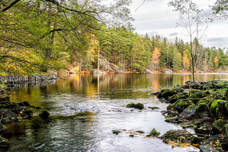 The Tyresta National park is home to southern Sweden’s largest area of ancient forest.