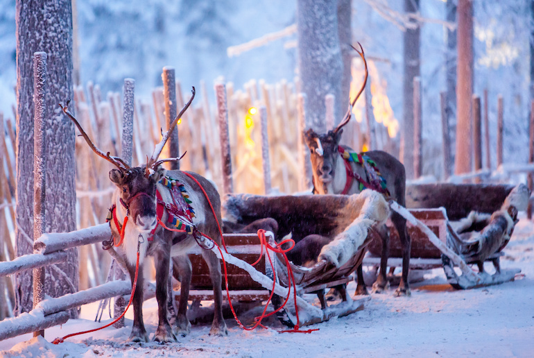 You can drive a reindeer sleigh in Rovaniemi, Finland.