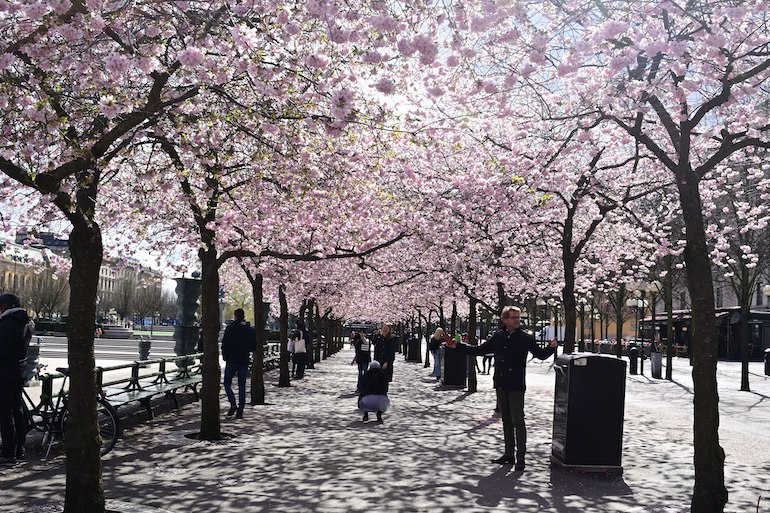 Stockholm's Kungsträdgården is filled with cherry blossom in spring.