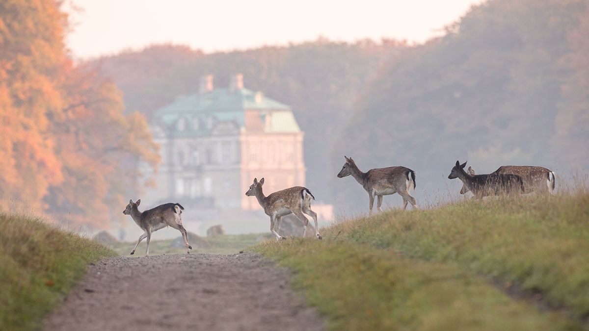 Hermitage run Copenhagen