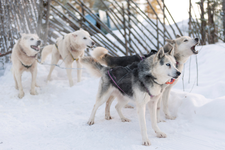 WInter is the best time to do a dog sled tour in Finland