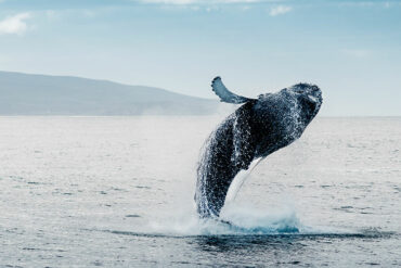 Whale watching in Norway