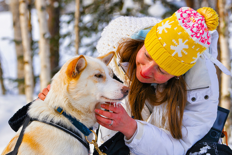 Make friends with a husky on a dog sled tour in Finland