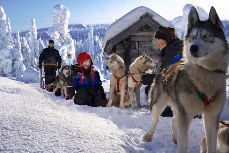 Rovaniemi in Finland is a good place to go dog sledding