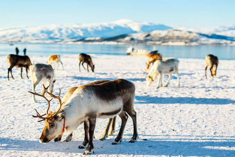 Reindeer are integral to the life of the Sami people in Northern Norway
