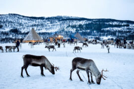 Reindeer tours in Tromso, Norway