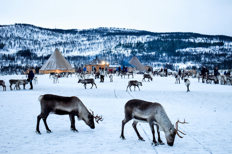 Learn all about Sami culture and traditions on a reindeer tour from Tromso