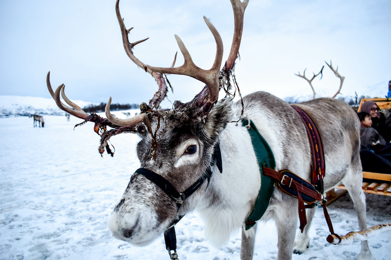 The Sami make a living from teaching tourists about the culture and taking reindeer sleigh rides.