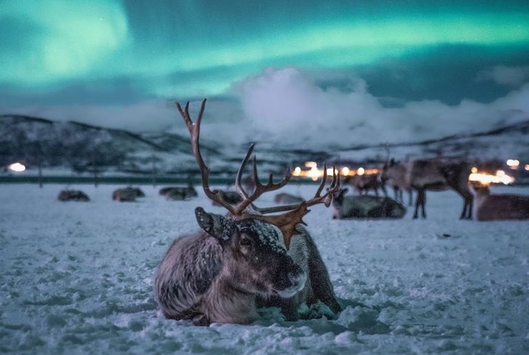 Feed the reindeer and see the northern lights in Tromso.