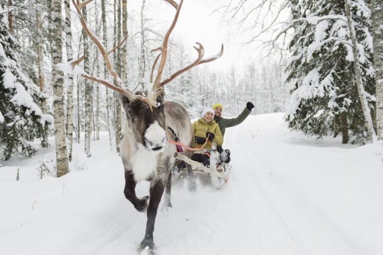 The best reindeer rides in Rovaniemi - Routes North