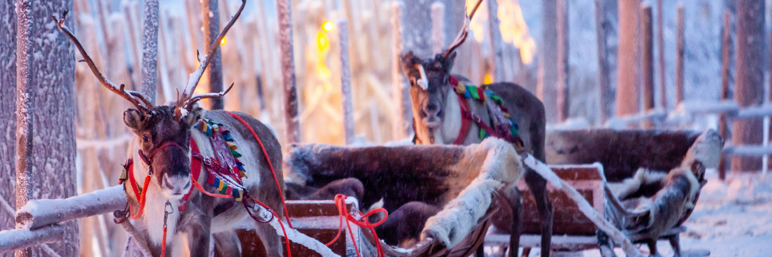 The best reindeer rides in Rovaniemi - Routes North
