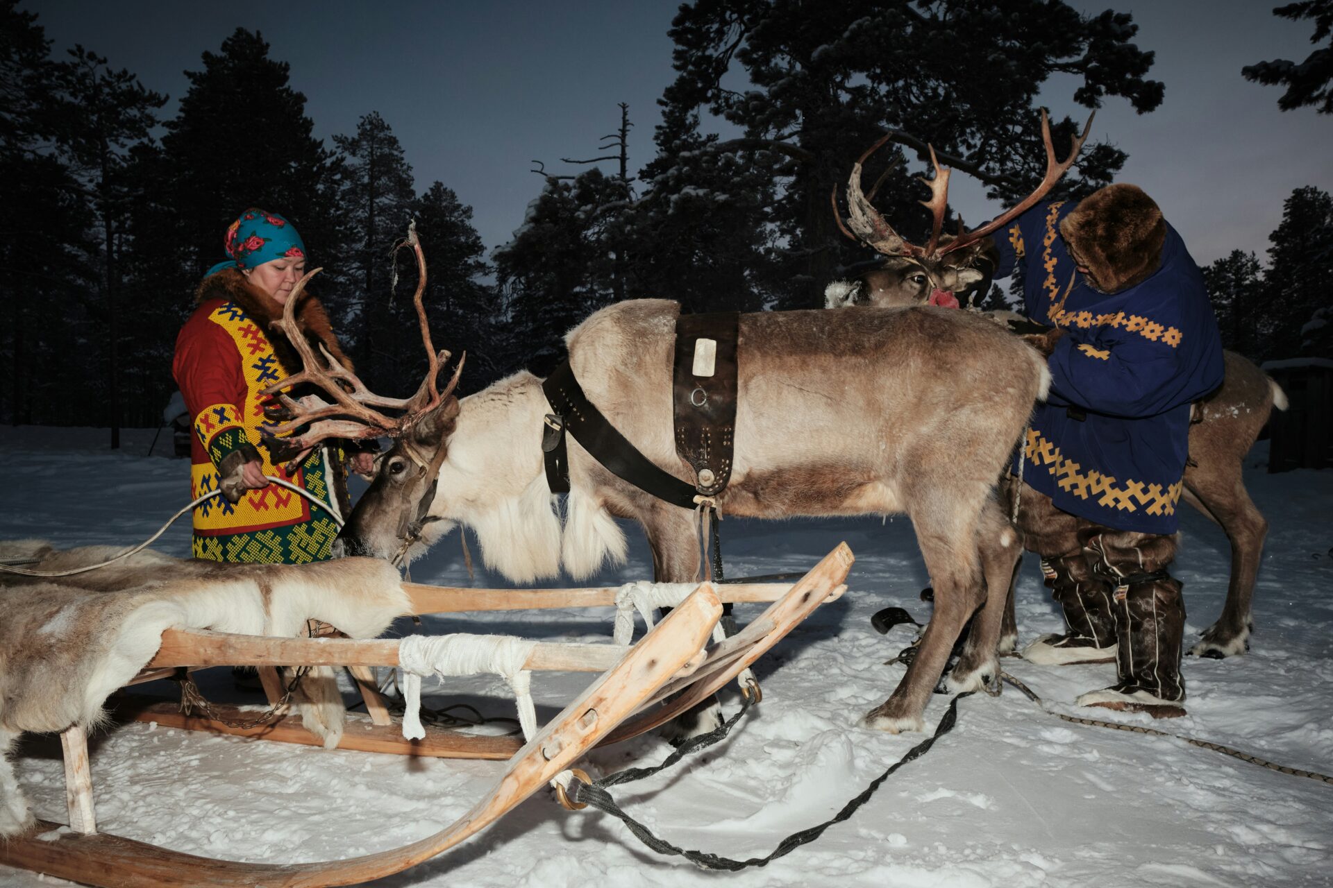 sami indigenous people working with reindeer