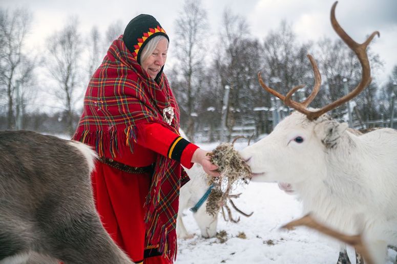 Feed the reindeer on a Sami culture tour from the Lofoten islands in Noway.