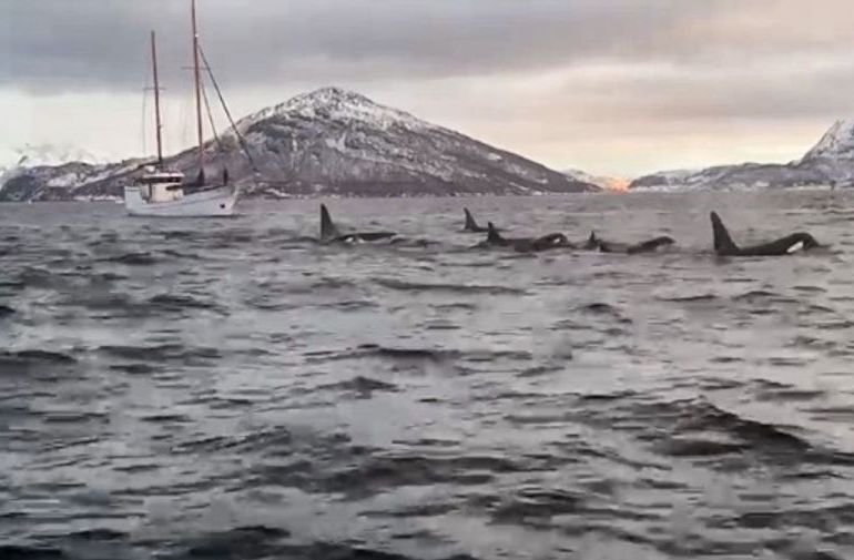 Stay overnight on a luxury yacht from Tromso