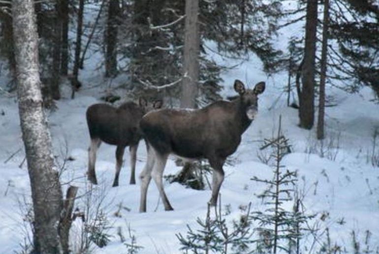 See moose in the Nordmarka on a day-trip from Oslo