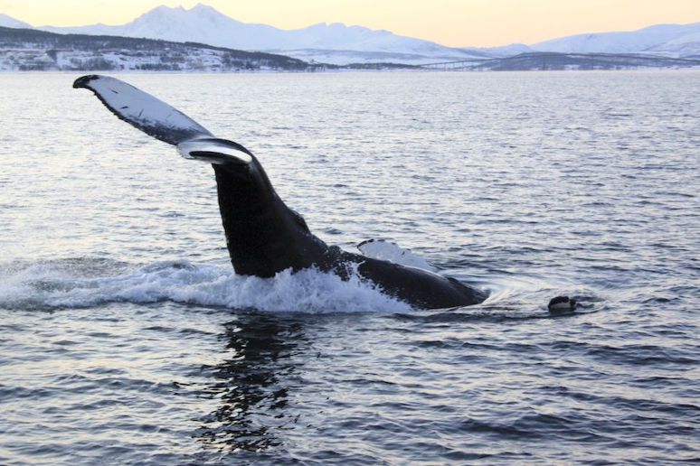 Go whale-watching on a boat trip from Tromso