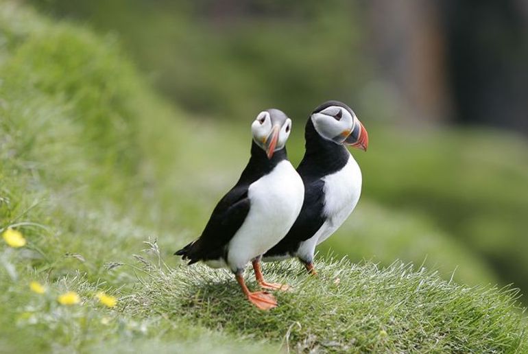 Summer is peak puffin-watching season in Iceland.