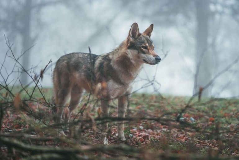 Go wolf trekking on a day trip from Stockholm.