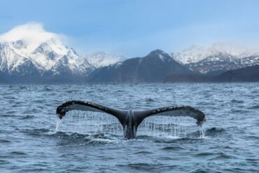 Humpback whale in Norway