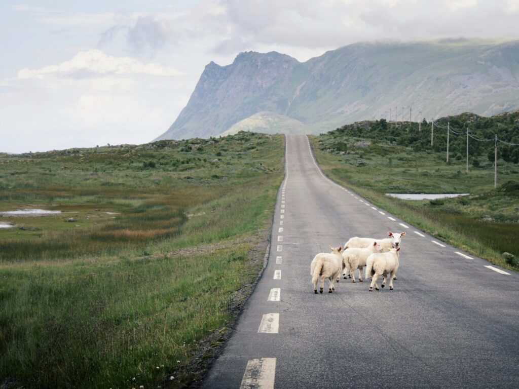flock of sheep crossing the road in front of mountains