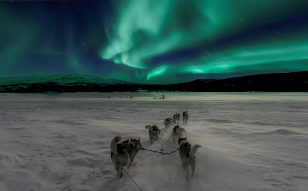 huskies in the snow with green sky
