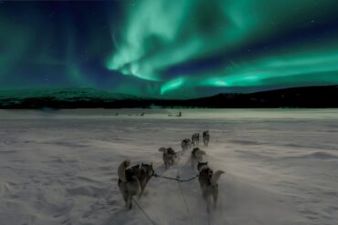 huskies in the snow with green sky