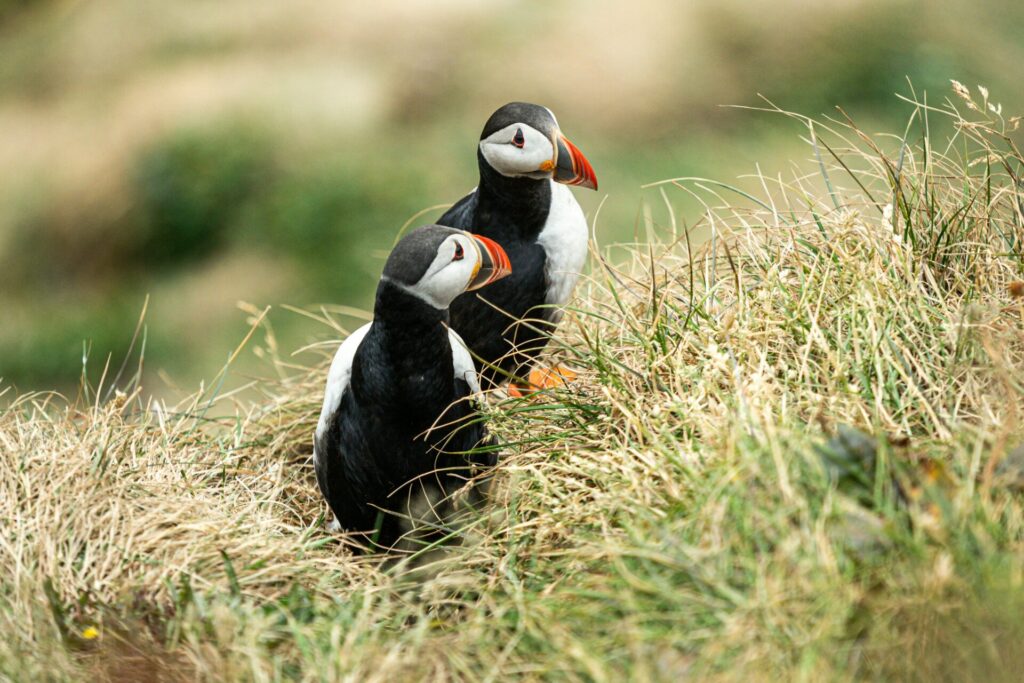 puffins in the grass iceland