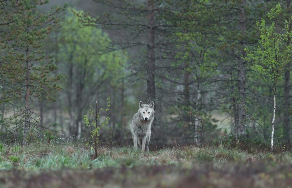 wolf in forest