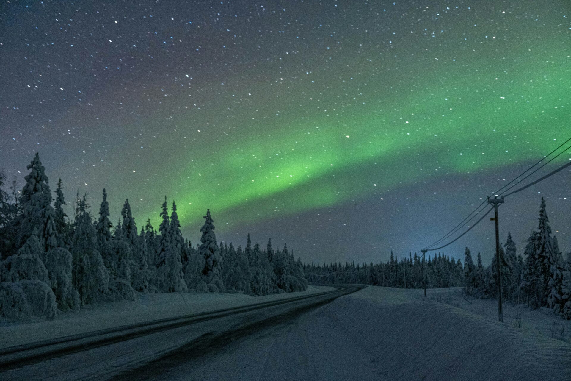 northern lights above trees