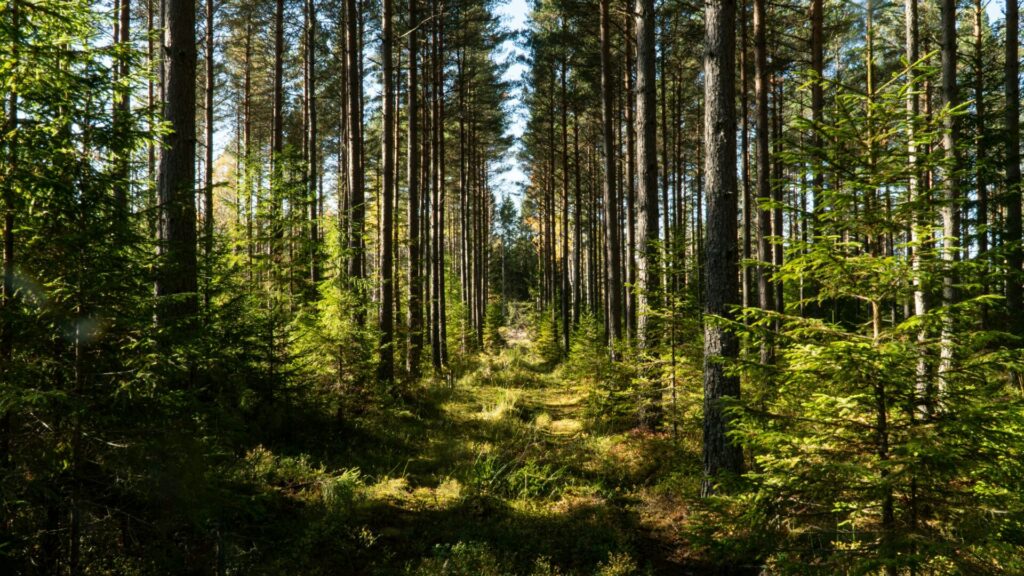 trees