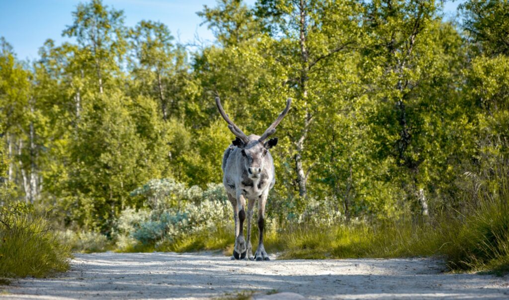 reindeer on road in between trees